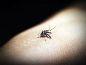 חומר נגד יתושים